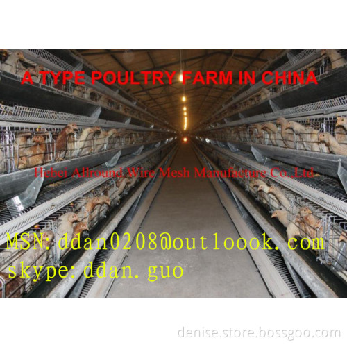 Galvanized Pullet Chicken Cage